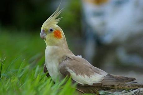Que Aves Pueden Convivir Con Los Periquitos? Mira Las Especies Compatibles