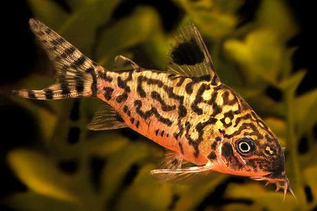 Los 10 Mejores Peces Tropicales Para Principiantes – Escoge Los Que Más Te Gusten!