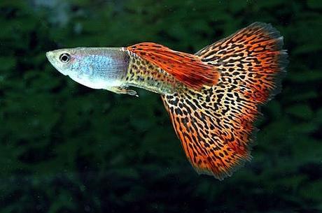 Los 10 Mejores Peces Tropicales Para Principiantes – Escoge Los Que Más Te Gusten!