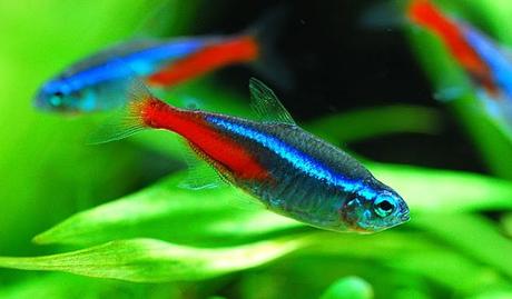 Los 10 Mejores Peces Tropicales Para Principiantes – Escoge Los Que Más Te Gusten!