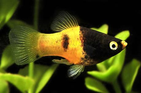 Los 10 Mejores Peces Tropicales Para Principiantes – Escoge Los Que Más Te Gusten!