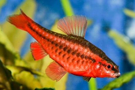 Los 10 Mejores Peces Tropicales Para Principiantes – Escoge Los Que Más Te Gusten!