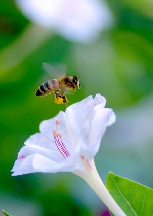 IMÁGENES DE ABEJAS - IMAGES OF BEES.