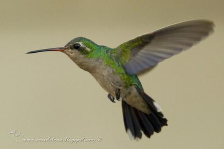 Picaflor común (Glittering-bellied Emerald) Chlorostilbon lucidus