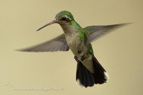 Picaflor común (Glittering-bellied Emerald) Chlorostilbon lucidus