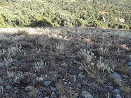 Odèn, silencio absoluto en un radiante día de verano