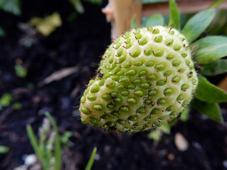 Las fresas, evolucionando.