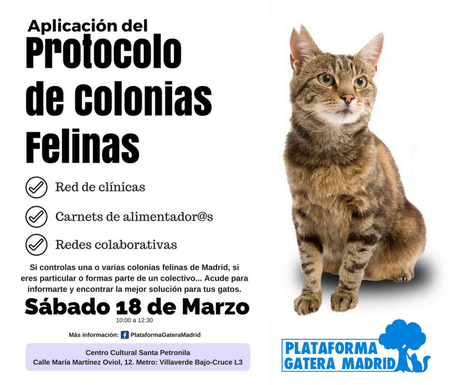informacion colonias felinas
