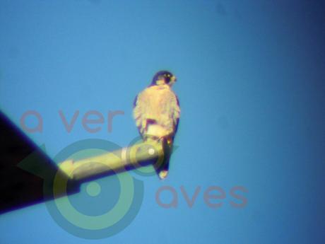 Halcón peregrino y almendros como terapia Halcón peregrino y almendros como terapia