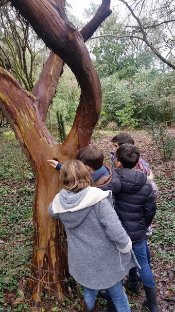 Ruta de la Camelia: El jardín de La Saleta en invierno, del 1 al 28 de febrero de 2017. Camellia Route: Saleta's Garden in winter, February, 1-28, 2017.