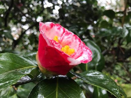 Ruta de la Camelia: El jardín de La Saleta en invierno, del 1 al 28 de febrero de 2017. Camellia Route: Saleta's Garden in winter, February, 1-28, 2017.