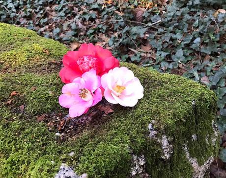 Ruta de la Camelia: El jardín de La Saleta en invierno, del 1 al 28 de febrero de 2017. Camellia Route: Saleta's Garden in winter, February, 1-28, 2017.