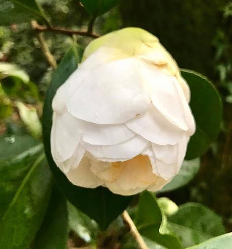 Ruta de la Camelia: El jardín de La Saleta en invierno, del 1 al 28 de febrero de 2017. Camellia Route: Saleta's Garden in winter, February, 1-28, 2017.