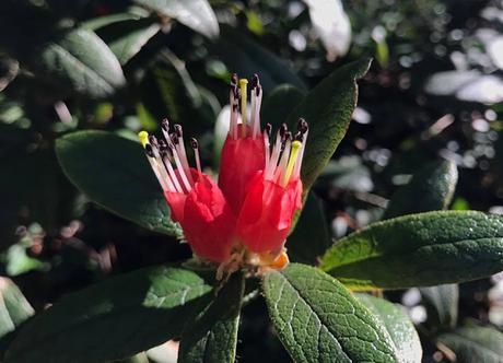 Ruta de la Camelia: El jardín de La Saleta en invierno, del 1 al 28 de febrero de 2017. Camellia Route: Saleta's Garden in winter, February, 1-28, 2017.