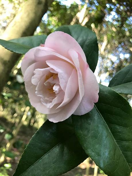 Ruta de la Camelia: El jardín de La Saleta en invierno, del 1 al 28 de febrero de 2017. Camellia Route: Saleta's Garden in winter, February, 1-28, 2017.