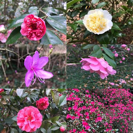 Ruta de la Camelia: El jardín de La Saleta en invierno, del 1 al 28 de febrero de 2017. Camellia Route: Saleta's Garden in winter, February, 1-28, 2017.