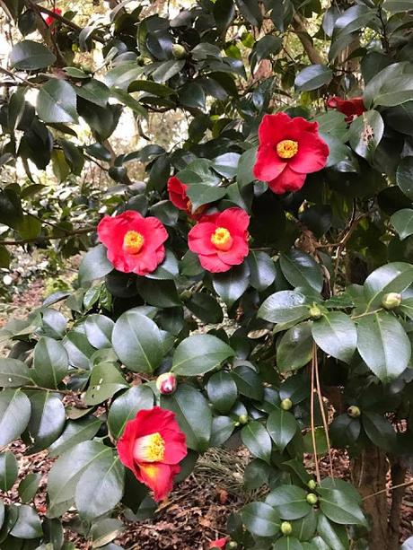 Ruta de la Camelia: El jardín de La Saleta en invierno, del 1 al 28 de febrero de 2017. Camellia Route: Saleta's Garden in winter, February, 1-28, 2017.