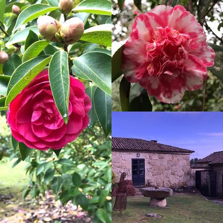 Ruta de la Camelia: El jardín de La Saleta en invierno, del 1 al 28 de febrero de 2017. Camellia Route: Saleta's Garden in winter, February, 1-28, 2017.