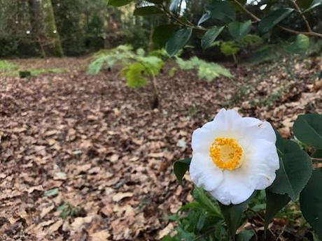 Ruta de la Camelia: El jardín de La Saleta en invierno, del 1 al 28 de febrero de 2017. Camellia Route: Saleta's Garden in winter, February, 1-28, 2017.