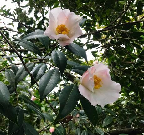 Ruta de la Camelia: El jardín de La Saleta en invierno, del 1 al 28 de febrero de 2017. Camellia Route: Saleta's Garden in winter, February, 1-28, 2017.