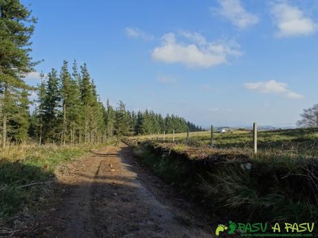 Ruta de las Cercanías del Cielo bajando entre pinos