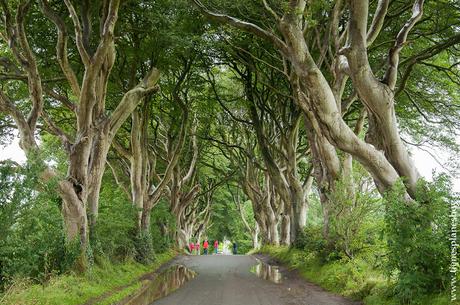 Irlanda del Norte Dark Hedges