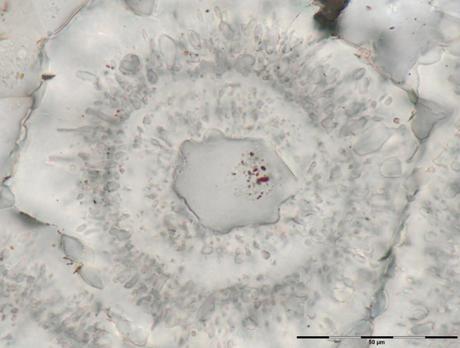 Había vida en la Tierra hace 3.770 millones de años. Acercándonos a LUCA