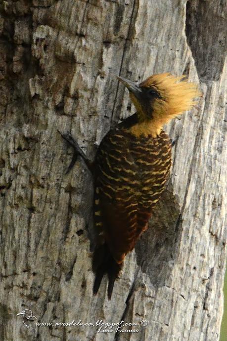 Carpintero copete pajizo (Pale-crested Woodpecker) Celeus lugubris