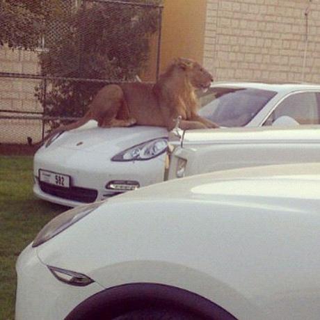 Lujos de Millonarios en Dubai