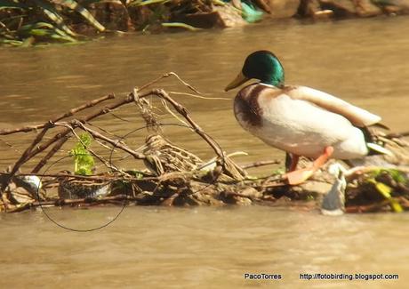 Tres gallinagos en Sant Adrià