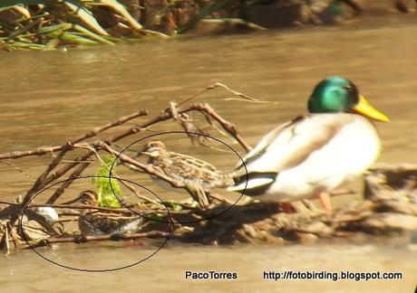 Tres gallinagos en Sant Adrià