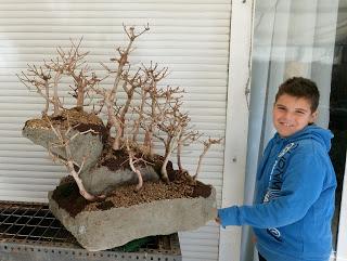 Diorama con Acers Campestres : 19 un nuevo bosque