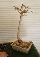 Diorama con Acers Campestres : 19 un nuevo bosque Diorama con Acers Campestres : 19 un nuevo bosque