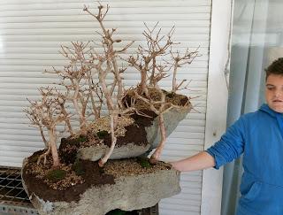 Diorama con Acers Campestres : 19 un nuevo bosque