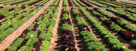 La agricultura y el desarrollo sostenible La agricultura y el desarrollo sostenible