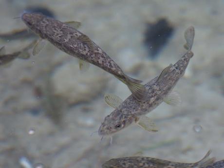 Barbos colirrojos en el Parrizal de Beceite Barbos colirrojos en el Parrizal de Beceite