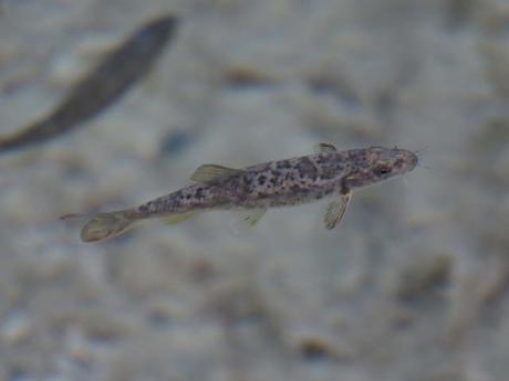 Barbos colirrojos en el Parrizal de Beceite Barbos colirrojos en el Parrizal de Beceite