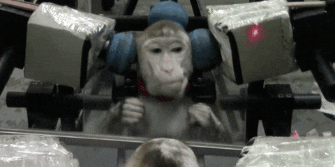 Científicos: Los Monos Podrían estar más Conscientes de sí Mismos de lo que imaginábamos