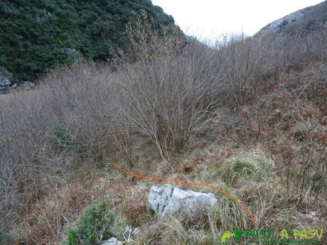 Ruta a la Pica de Peñamellera: Atravesando zona de bosque bajo