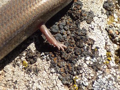 Anfibios, reptiles, aves... de todo un poco y muy cerquita de casa  -- Amphibians, reptiles, birds ... a little of everything and close to home