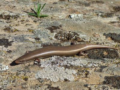 Anfibios, reptiles, aves... de todo un poco y muy cerquita de casa  -- Amphibians, reptiles, birds ... a little of everything and close to home