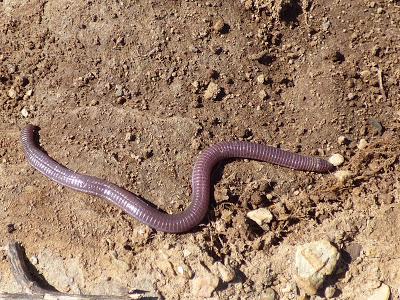 Anfibios, reptiles, aves... de todo un poco y muy cerquita de casa  -- Amphibians, reptiles, birds ... a little of everything and close to home