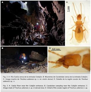 Nuevo coleóptero subterráneo descubierto en Cantabria
