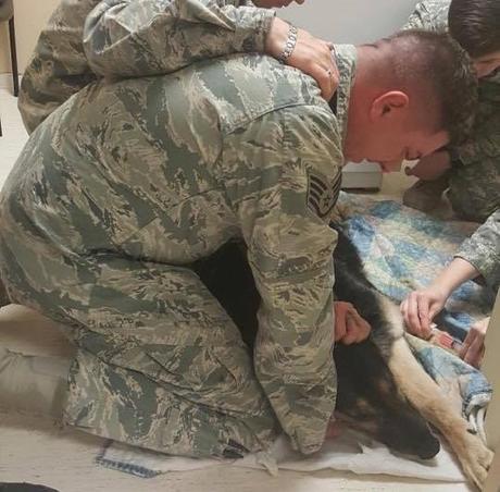 La emotiva despedida a un perro soldado Emotiva eutanasia de un perro soldado