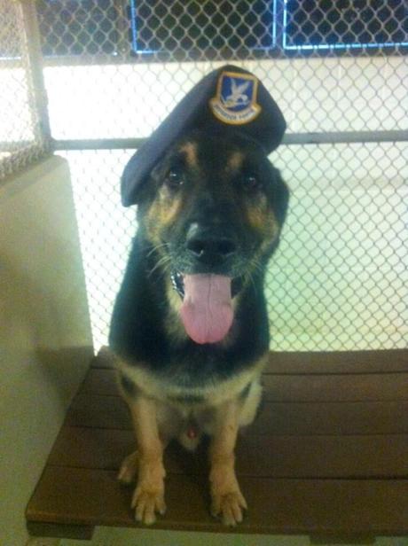 La emotiva despedida a un perro soldado Emotiva eutanasia de un perro soldado