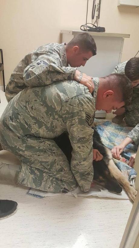 La emotiva despedida a un perro soldado Emotiva eutanasia de un perro soldado