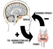 Fisiopatologia