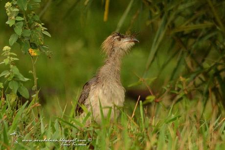 Chuña patas rojas ( Red-legged Seriema) Cariama cristata