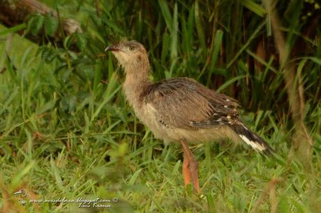 Chuña patas rojas ( Red-legged Seriema) Cariama cristata