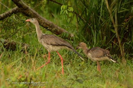 Chuña patas rojas ( Red-legged Seriema) Cariama cristata